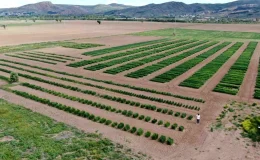 SBTÜ, Tahıl Üretimini Artırmak İçin Tohum Islahı Çalışmaları Yürütüyor